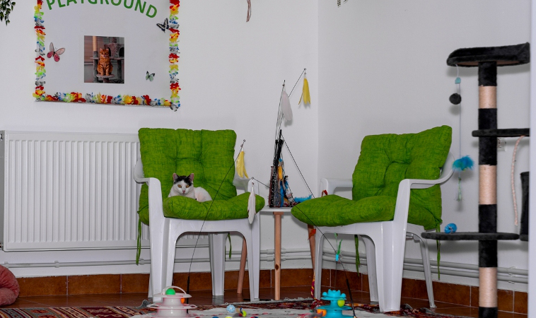 Cum îți pregătești pisica pentru prima experiență la un hotel de pisici?