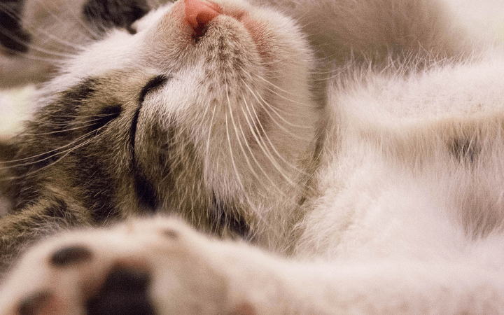Cats4You – Hotelul de pisici unde confortul și siguranța sunt pe primul loc