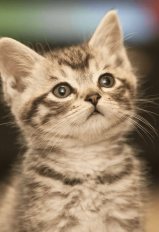 Cats4You (1)