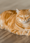 Cats4You (3)
