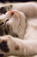 Cats4You (4)