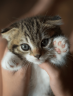 Cats4You (5)