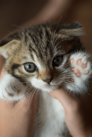 Cats4You (5)
