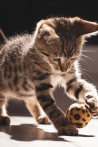 Cats4You